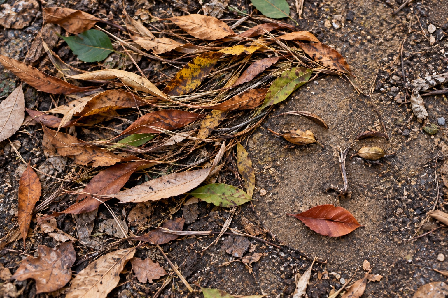 A face emerges from fallen leaves and the quiet texture of earth.