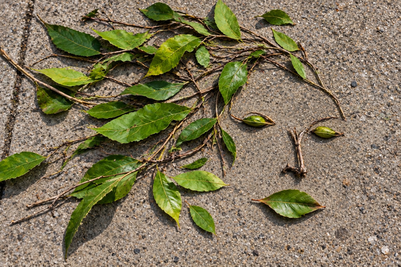 Green leaves and a twig sketch a fleeting expression against concrete.